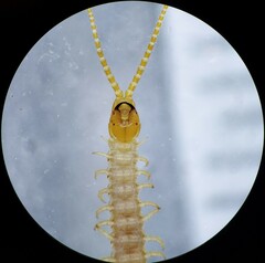 Geophilus virginiensis