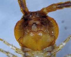 Neolithobius latzelii