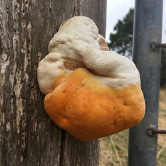 Piptoporus australiensis