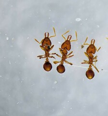 Strumigenys louisianae