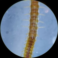 Strigamia branneri