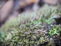 Cladonia ochrochlora