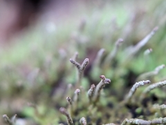 Cladonia ochrochlora