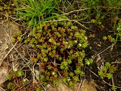 Portulaca sedifolia