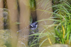 Enicurus schistaceus