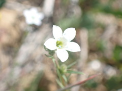 Gilia