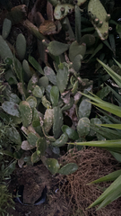 Opuntia cochenillifera