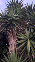 Yucca gigantea
