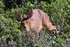 Raphicerus melanotis