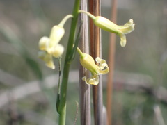 Caulanthus heterophyllus