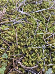 Tortella squarrosa
