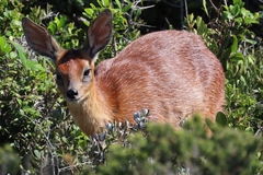 Raphicerus melanotis