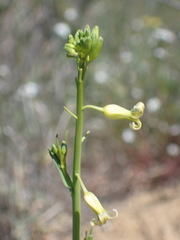 Caulanthus heterophyllus