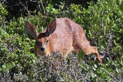Raphicerus melanotis