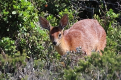 Raphicerus melanotis