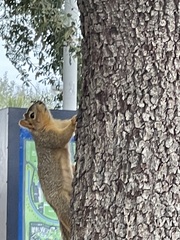 Sciurus niger limitis