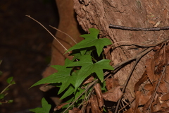 Dioscorea brachybotrya