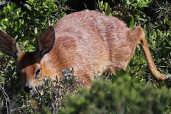 Raphicerus melanotis