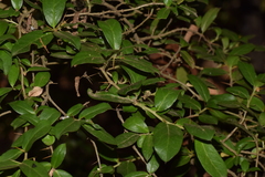 Archidasyphyllum diacanthoides