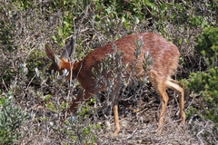 Raphicerus melanotis