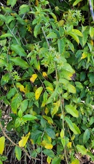 Pereskia aculeata