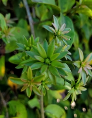 Pereskia aculeata