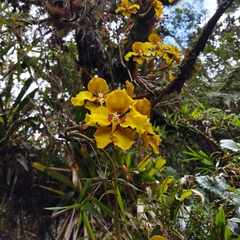 Cyrtochilum macranthum