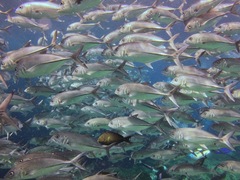 Caranx sexfasciatus