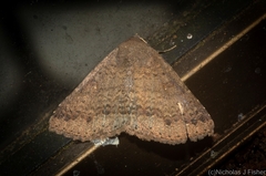 Ericeia sobria