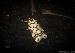 Goniosema anguliscripta