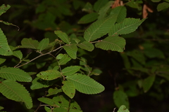 Nothofagus alpina