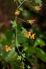 Tropaeolum ciliatum