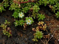 Portulaca sedifolia