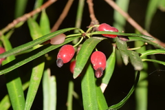 Podocarpus salignus