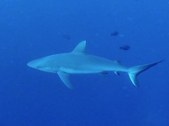 Carcharhinus amblyrhynchos