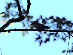 Sephanoides sephaniodes