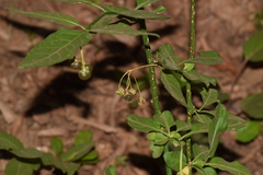 Solanum valdiviense