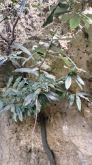 Diospyros blancoi