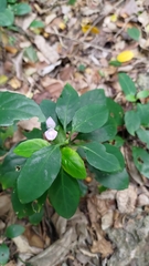 Dicliptera tinctoria