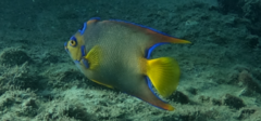 Holacanthus ciliaris