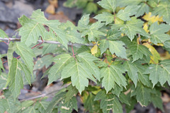 Acer negundo interius
