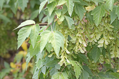 Acer negundo interius