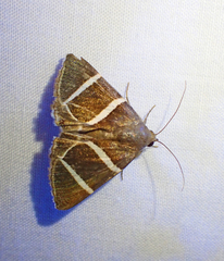 Grammodes justa