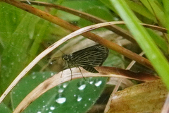 Vehilius stictomenes