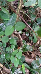 Jasminum nervosum