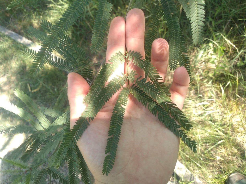 Prosopis alba Griseb. 3