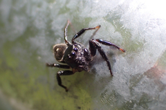 Zenodorus orbiculatus