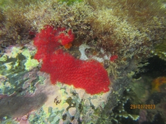 Symplegma rubra