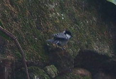 Parus minor commixtus