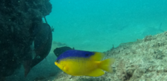 Stegastes leucostictus